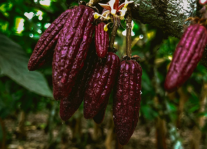 cacao pequeño